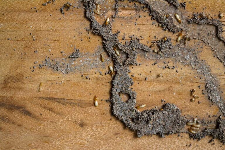 A close-up of three different cockroaches side by side on a neutral background for comparison.