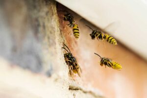 Gloved hands inspect droppings and gnaw marks inside a kitchen cabinet near stored food.
